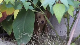 Puppy With Skin Ulcers All Over His Body Crying In The Grass And Heartwarming Ending