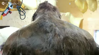 Bigfoot hair proves DNA of unknown primate! - SLP3-12