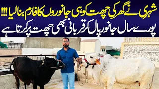 Roof Top Cattle Farm | Cow Farm at Home | Cattle Farming | Karachi Eid al-adha