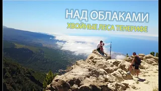 ХВОЙНЫЙ ЛЕС на Тенерифе | Национальный парк Тейде | На Канарах