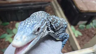 Blue Tree Monitor pair