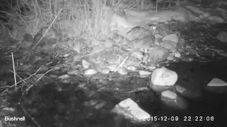 Great Horned Owl Catches a Trout