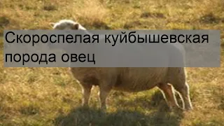 Скороспелая куйбышевская порода овец