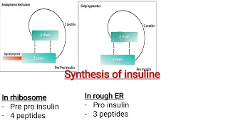 Endocrine lecture 3 for dental students ( Insulin hormone )