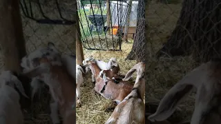 Moma Goat or Does also double as a trampoline as demonstrated by Lulu our F1 Mini Nubian doe.