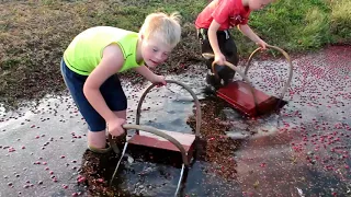 Kids Picking Cranberries the Old Fashioned Way | Wisconsin Cranberry Harvest