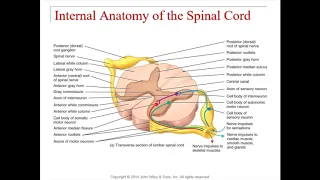 Chapter 13 -  Spinal Cord and Spinal Nerves