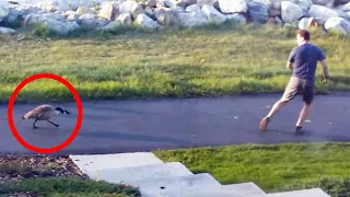 ‘Gangsta Goose’ Terrorizes Residents to Protect Babies