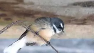 NZ FANTAIL'S SONG HD