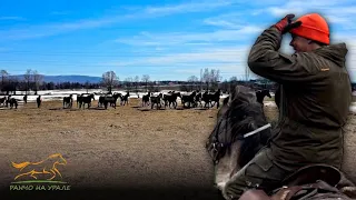 По немногу отпускаем Башкирских лошадей/ Выехали на двух лошадях в поисках табуна/ Будни Фермера