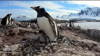 360 video: Go inside a penguin colony in Antarctica