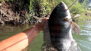 Matatakot kaba Pumana pag Ganito ka lapad ang Tilapia.Spearfishing monster Tilapia Amazing fish