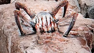 Venom Headcrab in real life ? or lamarr ?  [RTX on]