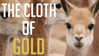 The Most EXPENSIVE Suit in The World? - VICUNA The Cloth of GOLD