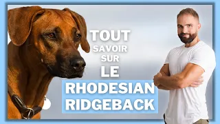 Race de chien Rhodesian ridgeback : caractère, dressage, comportement, santé de ce chien de race...