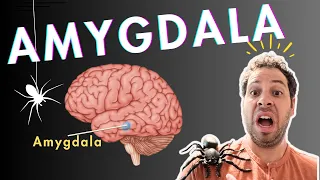 Amygdala