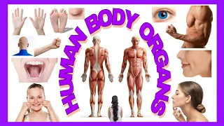 human body parts । human body parts name with picture in english to bengali