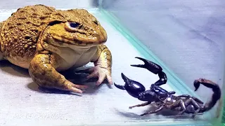 Amazing!! Asian Bullfrog With Big Black Scorpion! Warning Live Feeding