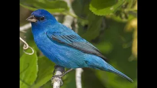 Blue Canary (Печальная канарейка) - перевод с английского (исполнение на японском + английском)