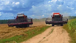 Битва за последнее пшеничное зернышко. в оАо Журавлиное