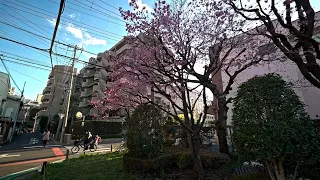 4K・Hunting for Sakura in Saitama