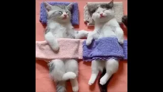 CATS Will Make Your Day Happy & Very Funny Cats Video Compilation 2020 & Try Not To Laugh