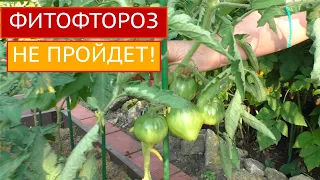 ПОСЛЕ ЭТОГО ВЫ ЗАБУДЕТЕ ПРО ФИТОФТОРУ!!!