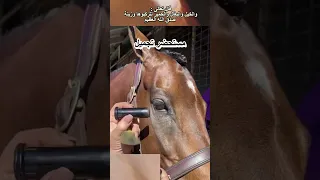 ماكياج الخيول