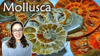 Mollusca (Pt 1): Characteristics & Classes of Mollusks- Invertebrate Paleontology | GEO GIRL