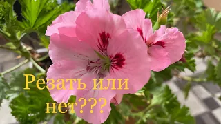 Нужно ли обрезать королевскую пеларгонию осенью?