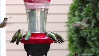 Annas hummingbirds have a lunch gathering at the heated feeder in below freezing temps. 4K UHD