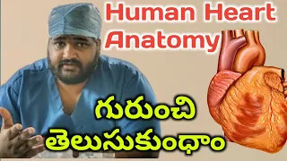 human heart anatomy circulation system in Telugu ❤️