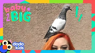 Let’s Watch This Baby Pigeon Learn To Fly! | Dodo Kids | Baby 2 Big