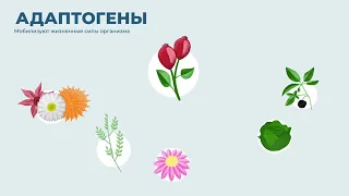 Vertera Gel Forte. Состав внутриклеточный гель ламинарии, фукуса, дигидрокверцетин.