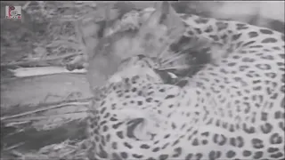 Leopard vs Hyena Great Fight 2