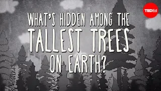 What's hidden among the tallest trees on Earth? - Wendell Oshiro