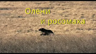 Олени и росомаха (Rangifer tarandus, Gulo gulo)