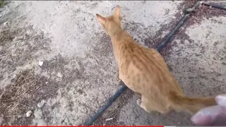 Feeding friendly hungry pregnant stray cat