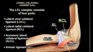 Ligaments of the Elbow Stability Of The Elbow - Everything You Need To Know - Dr. Nabil Ebraheim