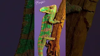 Gorgeous chameleon