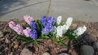 How to grow hyacinths with all updates