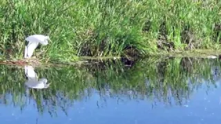 LAKE APOPKA WILDLIFE DRIVE