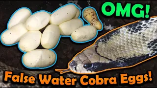 Our False Water Cobras Laid Eggs!