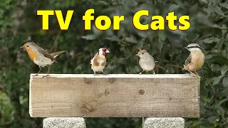 Cat TV Videos ~ The Sweetest Birds for Cats to Watch  ⭐ 8 HOURS ⭐