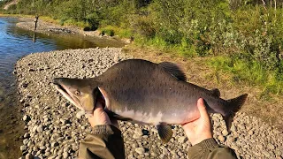 ДОЖДАЛИСЬ / ГОРБУША ПРИШЛА / КЛЁВ ОГОНЬ / WAIT / Humpback salmon came / PICKING FIRE