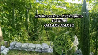 Ampalaya farming || bittergourd || GALAXY MAX F1 61 days after direct seeding 8th harvest