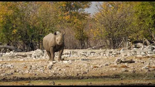 Exploring Namibia Ep2 A Beautiful Wet and Wild Etosha