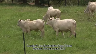 Invitación Raza Nelore Ganadería Las Quebraditas - Campo - El Mundo del Campo