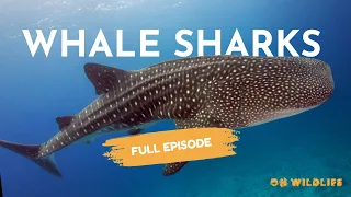 Whale Sharks | On Wildlife Podcast