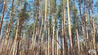 Пение птиц в сосновом лесу: Утренняя гармония(перезалив видео: увеличение громкости)